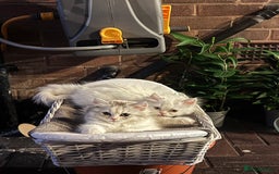 Persian cats for sale: Lovely Persian cats  - Image 3