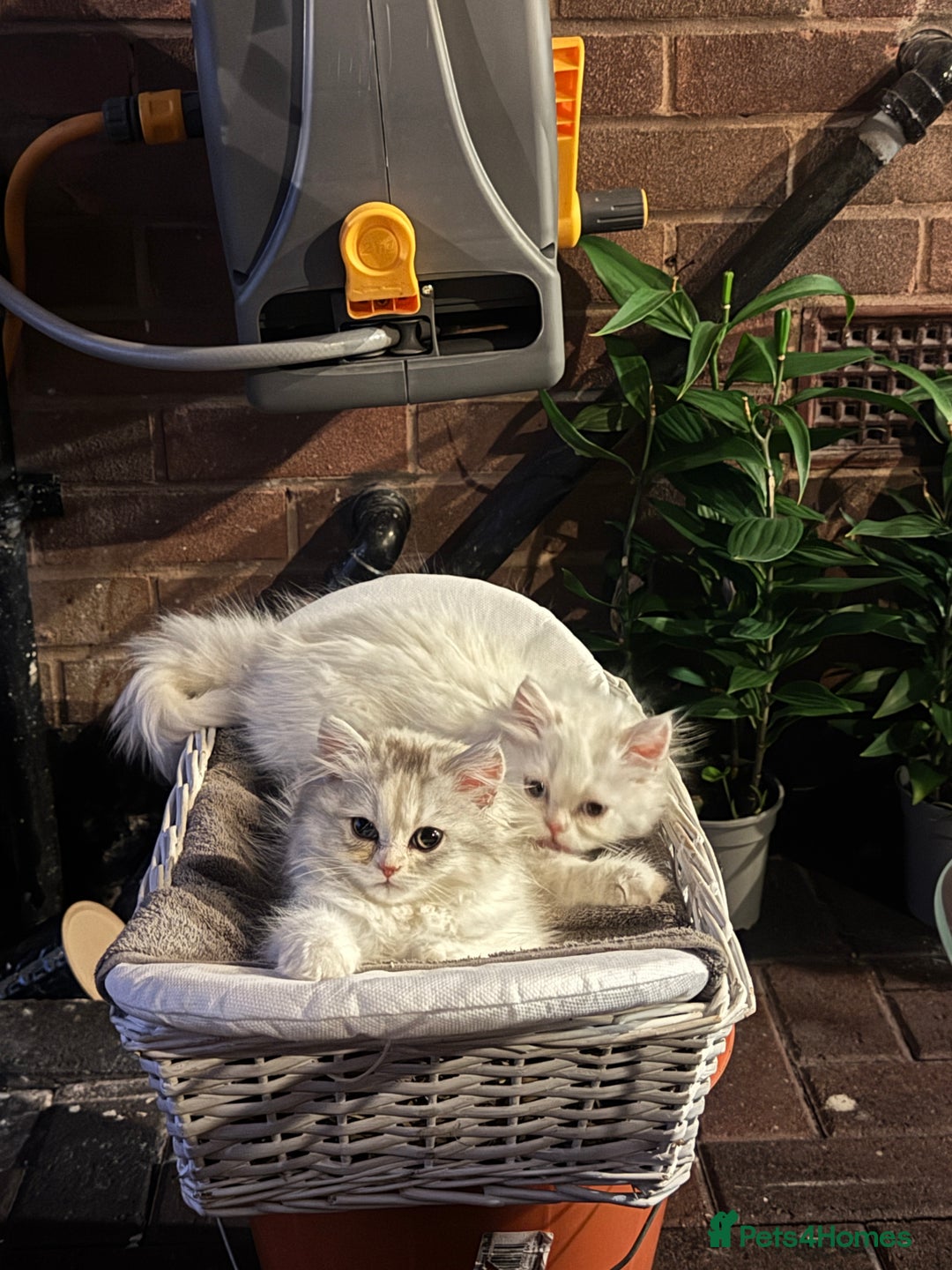 Persian cats for sale: Lovely Persian cats  - Image 3