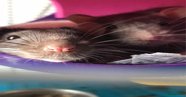 Rat rodents - Advert 4
