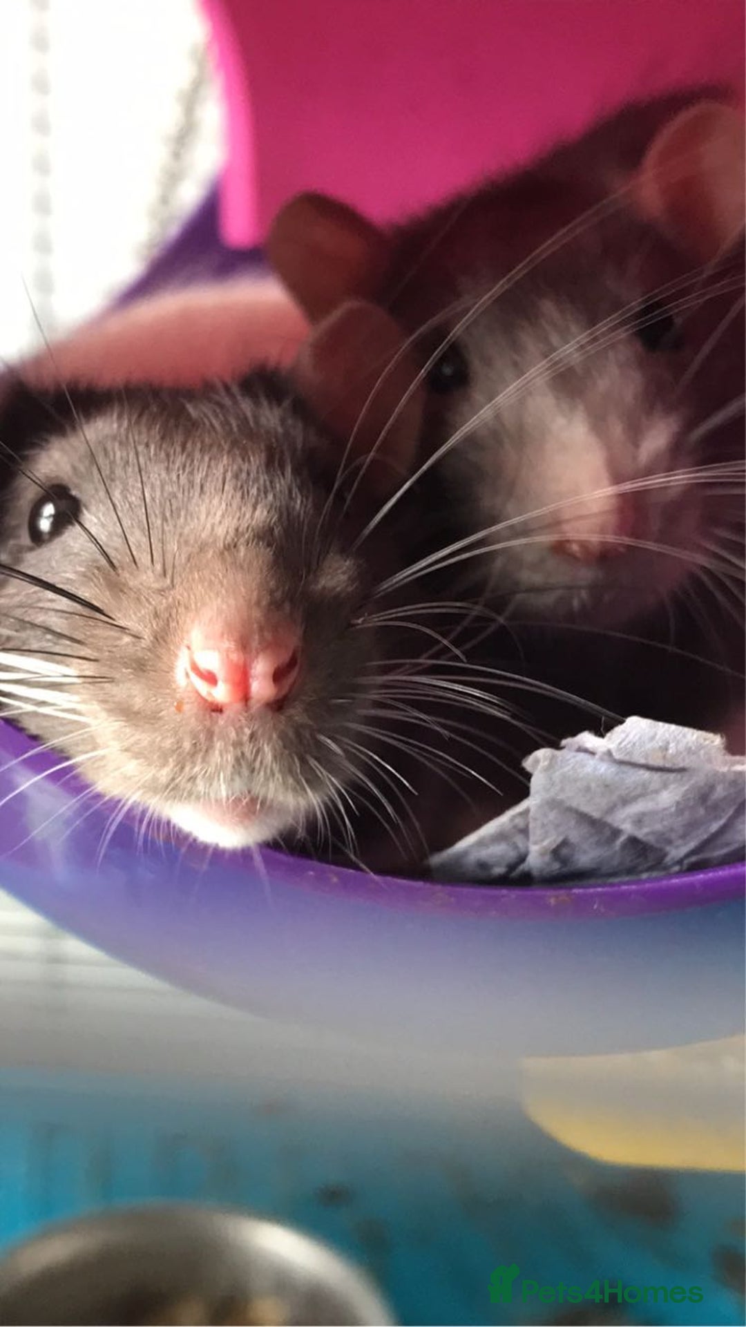 Rat rodents for sale: 2 Male rats - Image 2