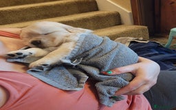 Golden Retriever dogs for sale: Litter of Golden Retriever Puppies Ready Now. - Image 4