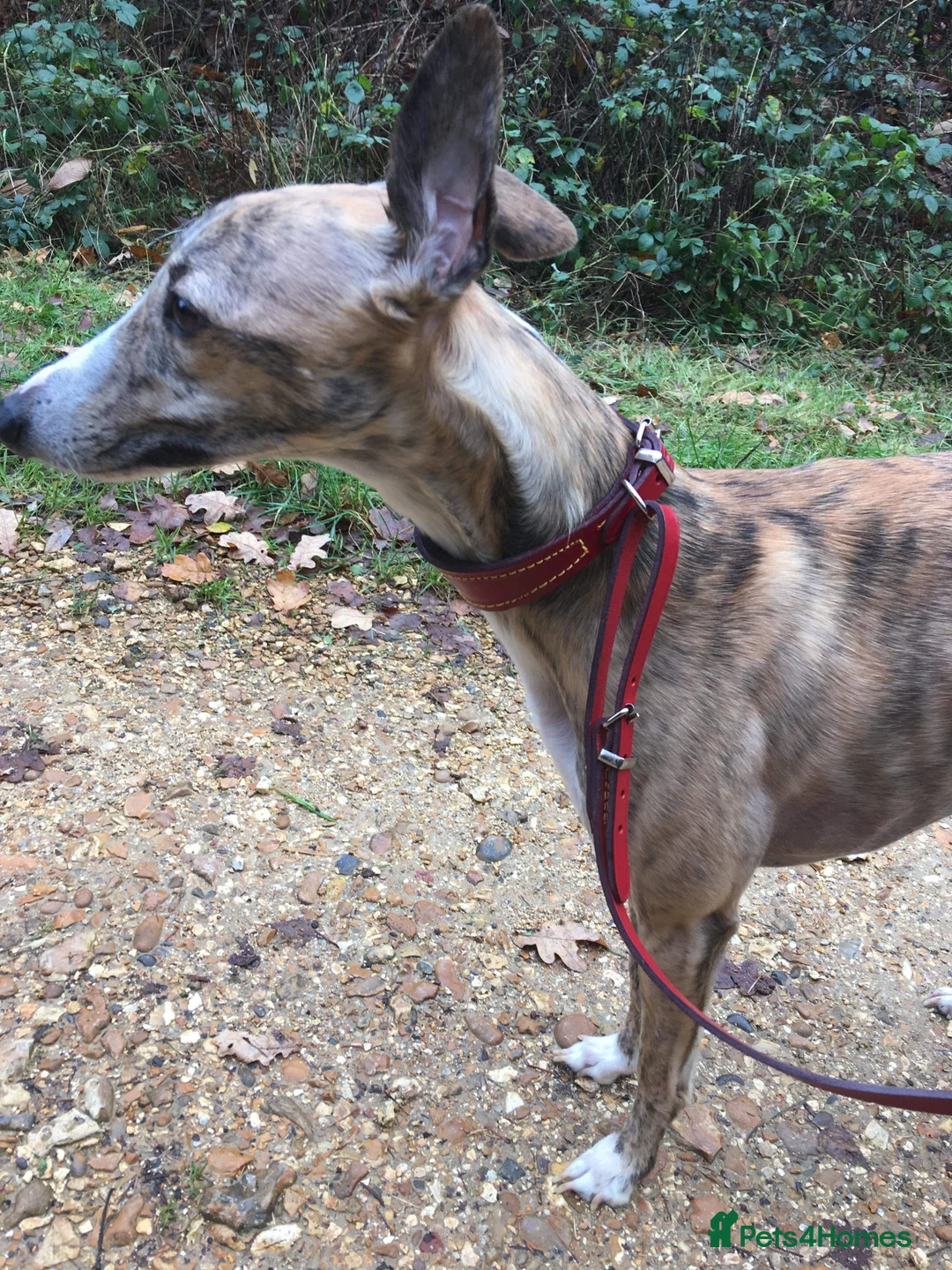 Gallery Image {{count}}