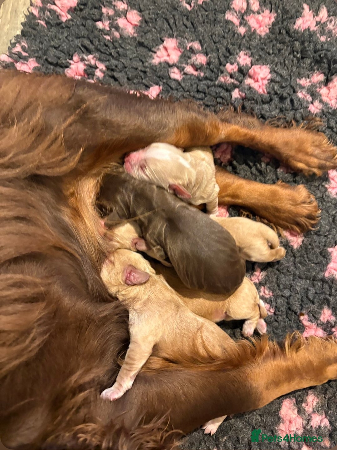 Cocker Spaniel dogs for sale: KC Registered Working Cocker Spaniels - Advert 3