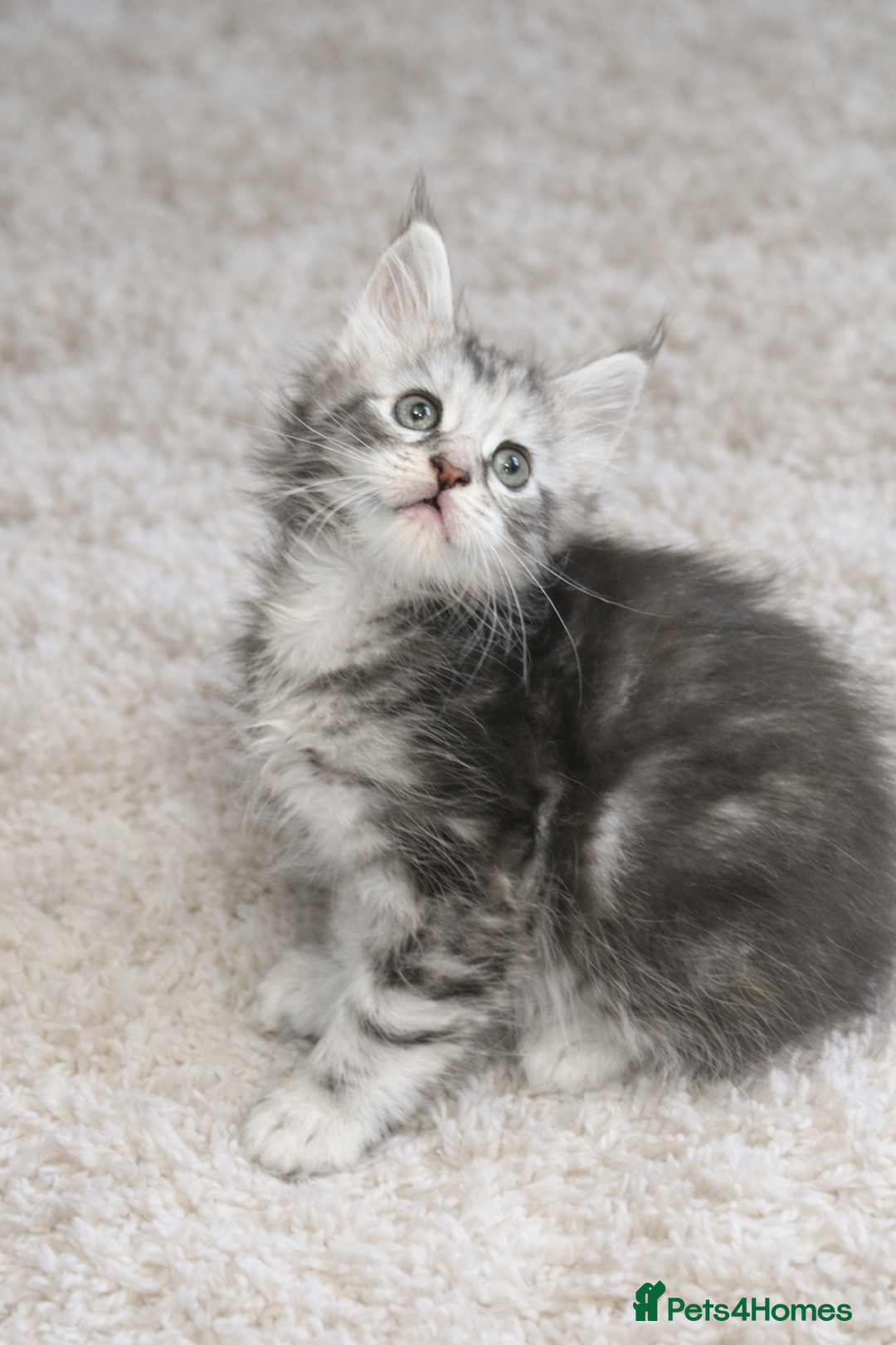 Maine Coon cats for sale: Outstanding pedigree kittens - Advert 26