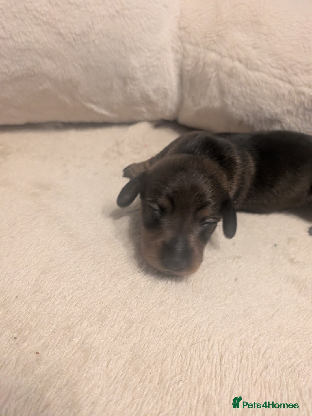 Dachshund dogs for sale: Dachshund puppies  - Advert 24