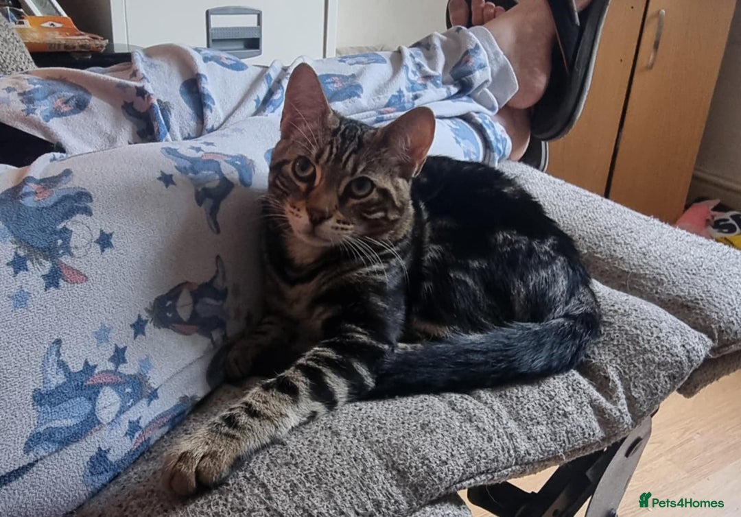 Bengal cats for sale: Bengal cross - Image 8
