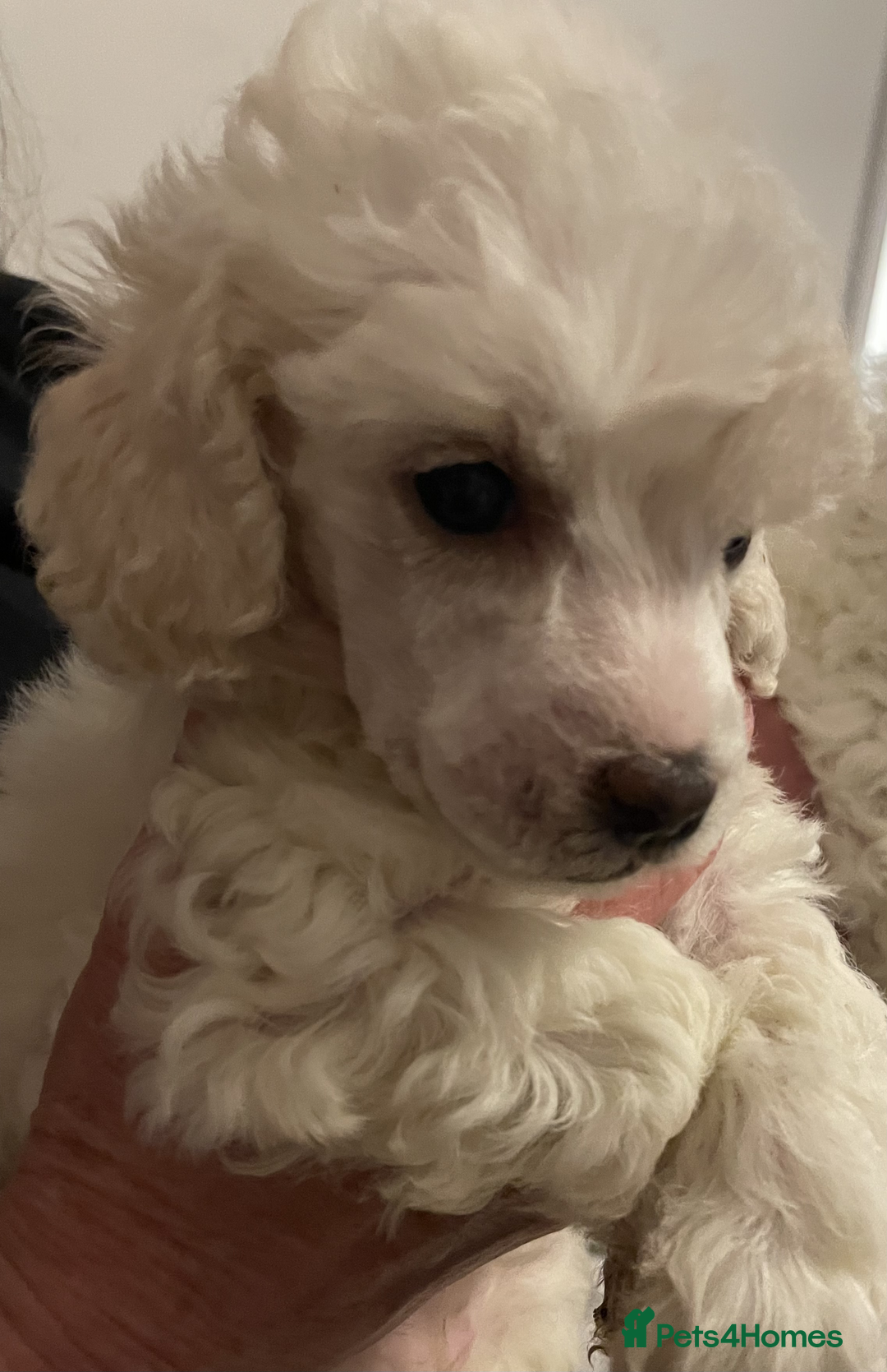 Miniature Poodle dogs for sale: Gorgeous Miniature Poodle puppies - Advert 20