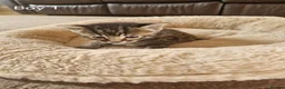 Domestic Shorthair cats for sale: 5  Beautiful Domestic Shorthair Tabby Kittens  - Advert 24