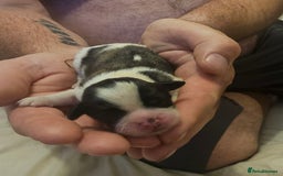 Shih Tzu dogs for sale: Shih tzu puppy for sale  - Image 9