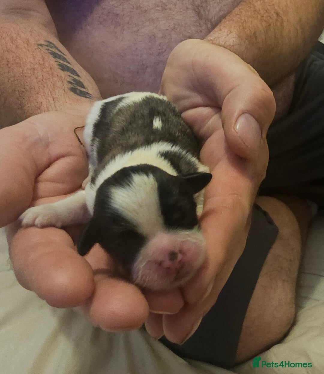 Shih Tzu dogs for sale: Shih tzu puppy for sale  - Image 9