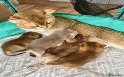 British Shorthair cats for sale: GCCF BSH fluffy kittens - Image 9