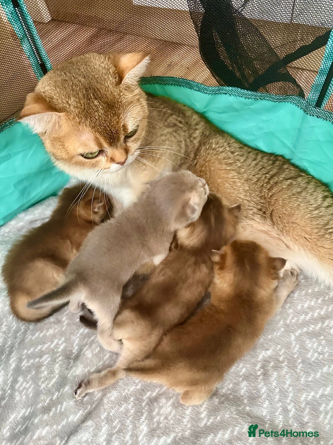 British Shorthair cats for sale: GCCF BSH fluffy kittens - Image 9