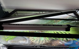 Gecko reptiles for sale: Mourning geckos and eggs and enclose  - Image 2