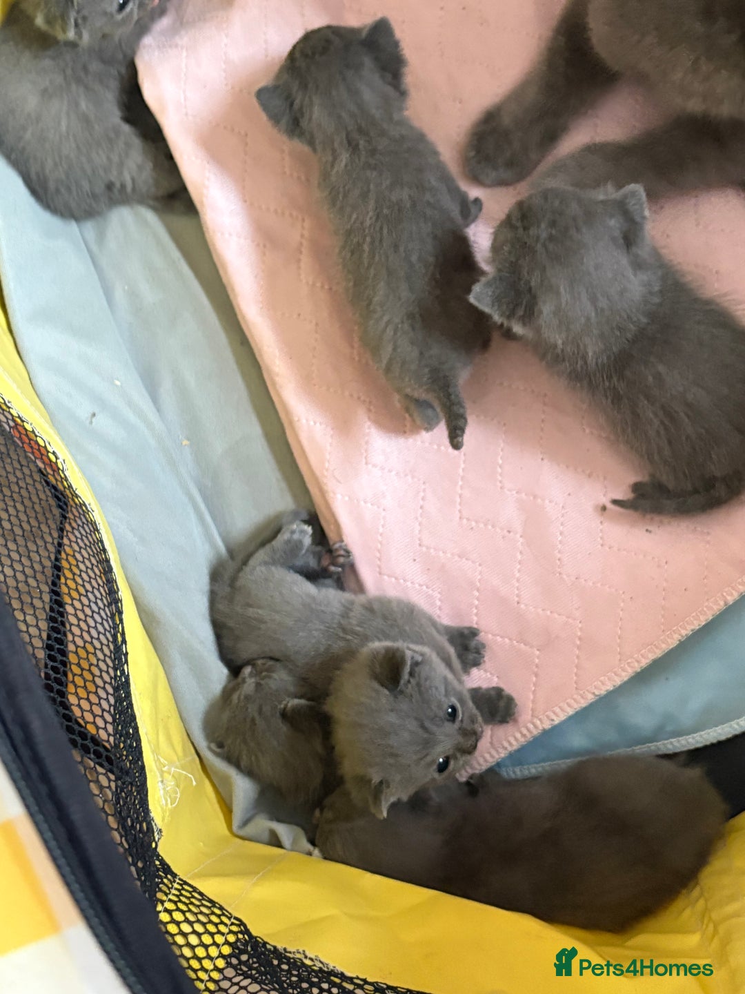 British Shorthair cats for sale: British Shorthair kittens  - Image 20