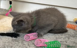 Russian Blue cats for sale: Russian Blue Kittens  - Image 11