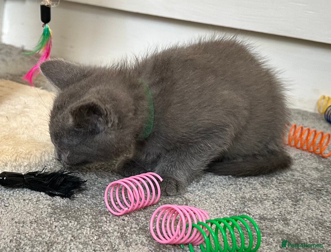 Russian Blue cats for sale: Russian Blue Kittens  - Image 11