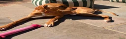 Pointer dogs for sale: Portuguese Pointer 7.5 months old for sale  - Advert 2