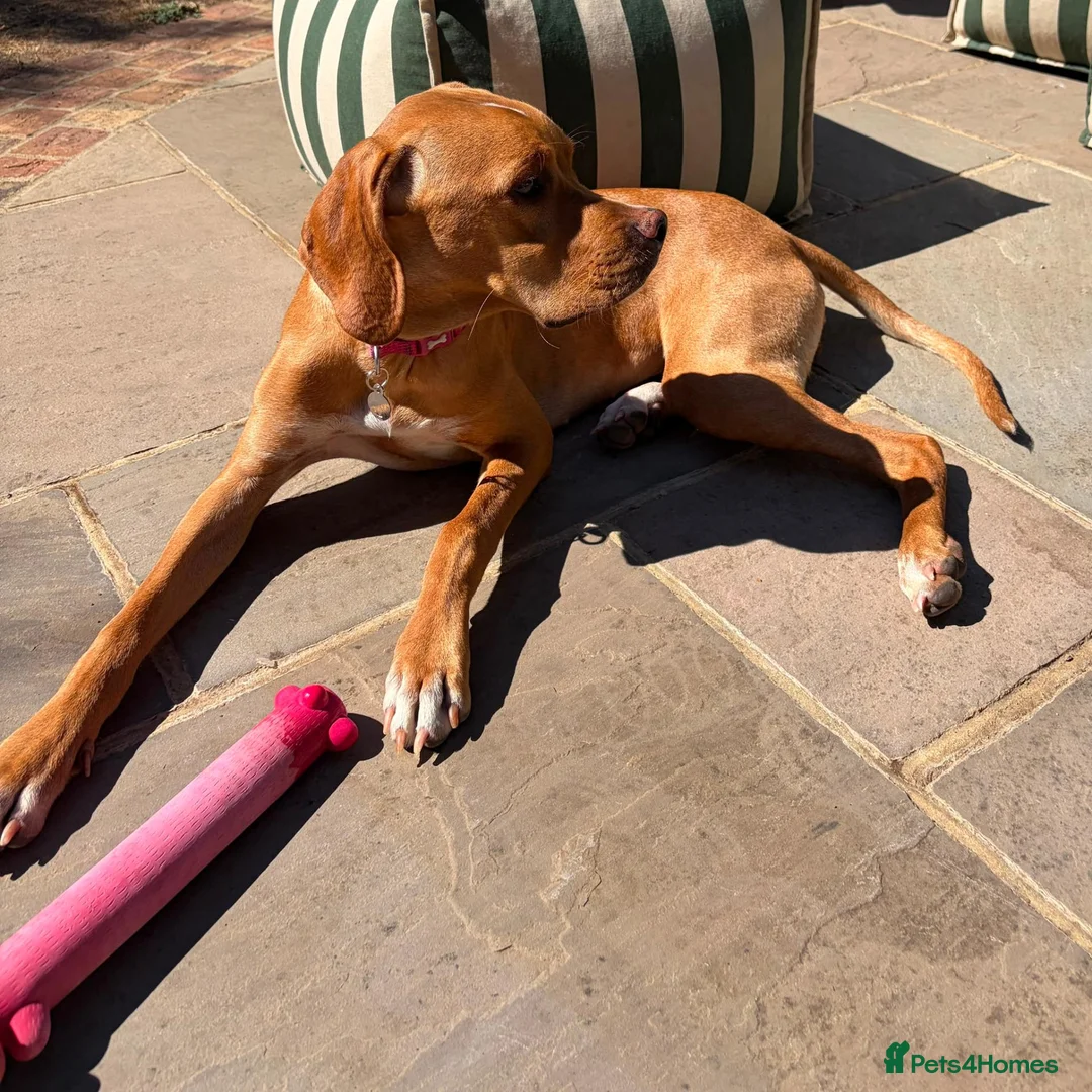 Pointer dogs for sale: Portuguese Pointer 7.5 months old for sale  - Advert 2