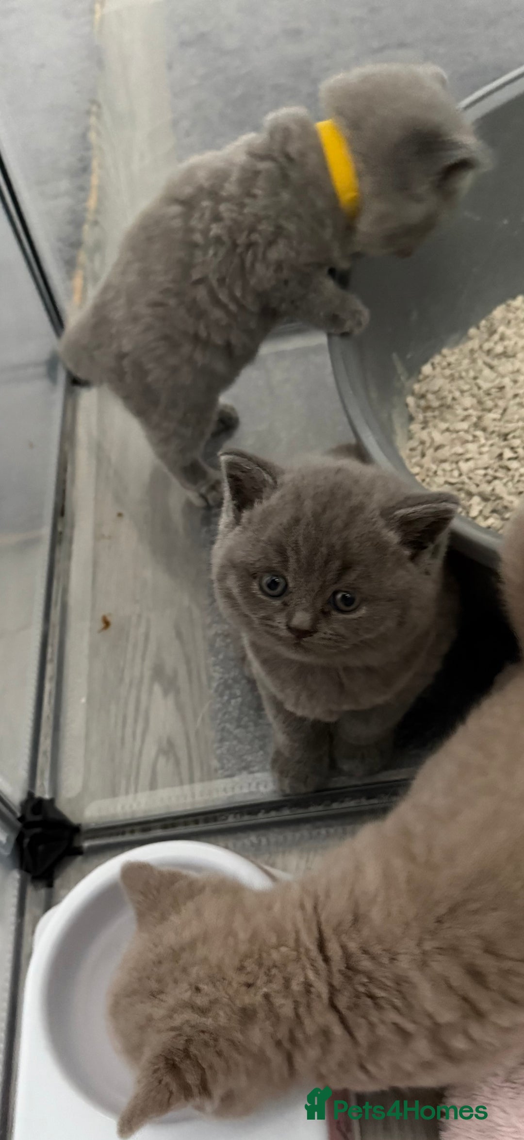 British Shorthair cats for sale: british shorthair kittens  - Advert 16