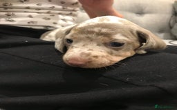 Miniature Dachshund dogs for sale: 4 beautiful miniature dachshunds 4 weeks old - Image 8