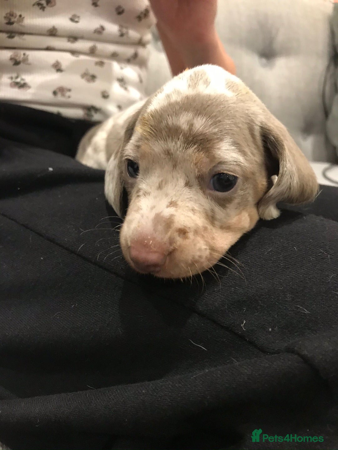 Miniature Dachshund dogs for sale: 4 beautiful miniature dachshunds 4 weeks old - Image 8