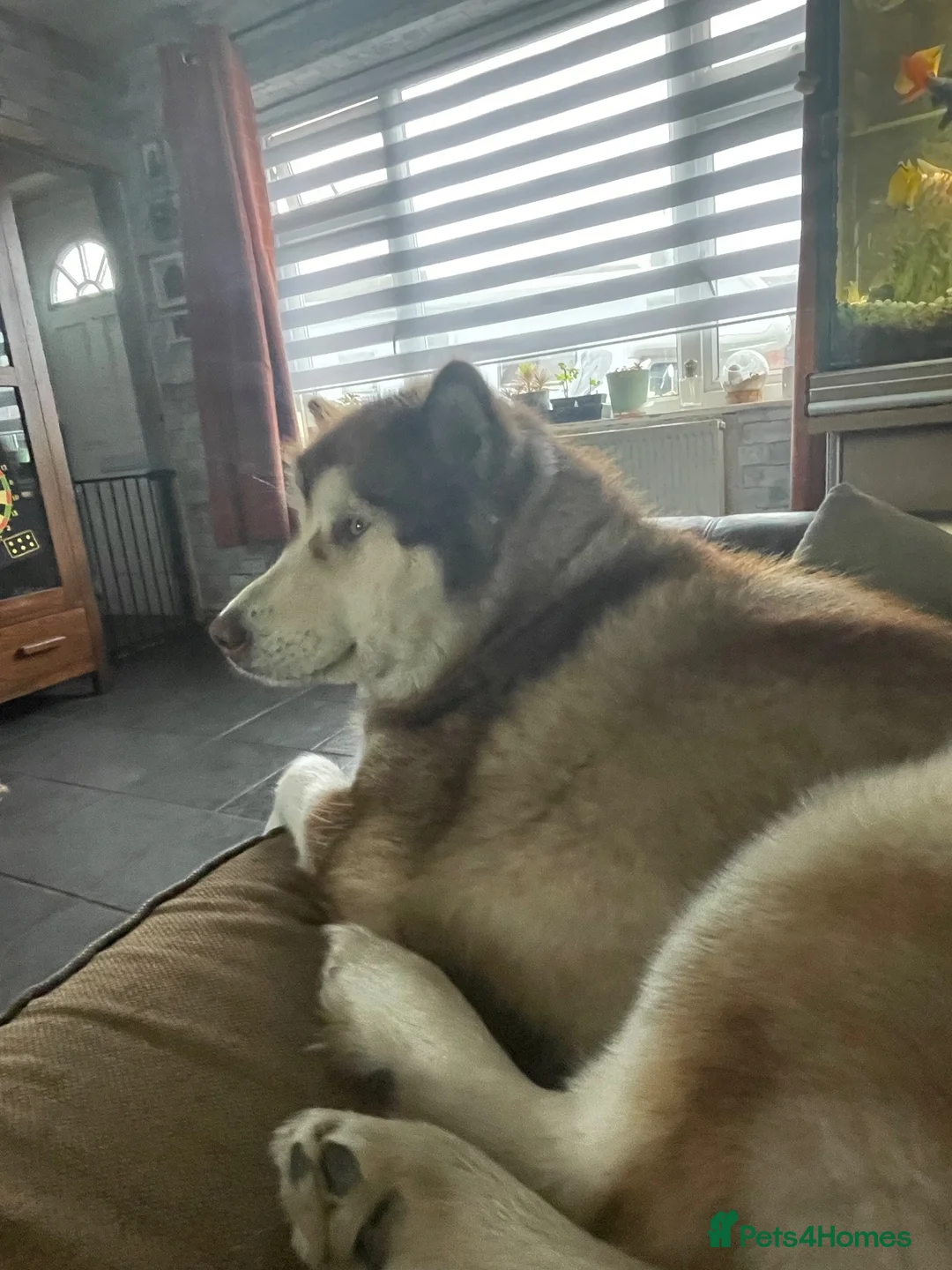 Alaskan Malamute dogs for sale: Shadow - Advert 2