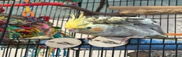 Cockatiels birds for sale: Rocky pied cockatiel F - Advert 5