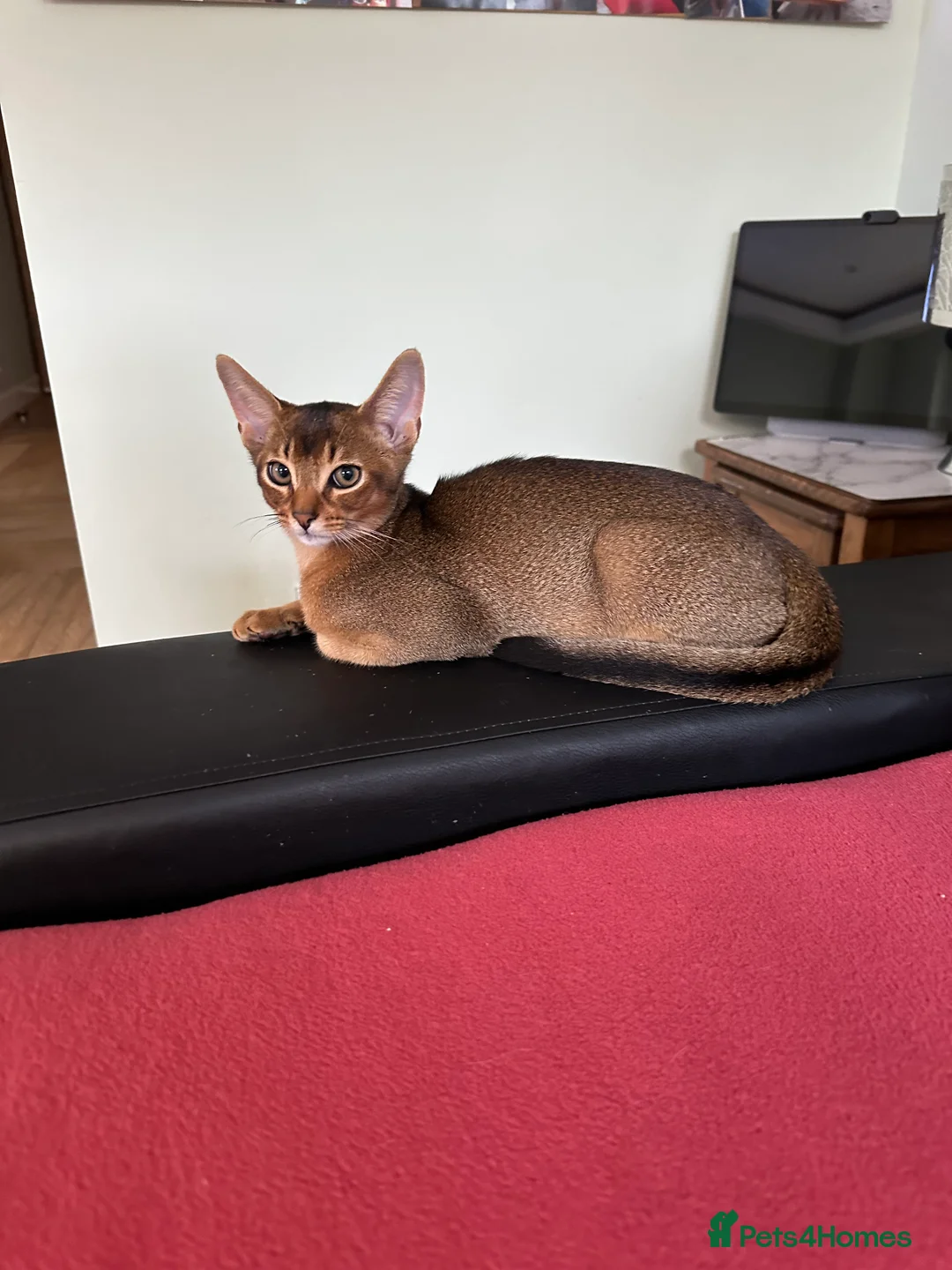 Abyssinian cats for sale: Last one boy ready to go🌟 - Advert 2