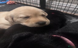 Labrador Retriever dogs for sale: Labrador puppies - Advert 12
