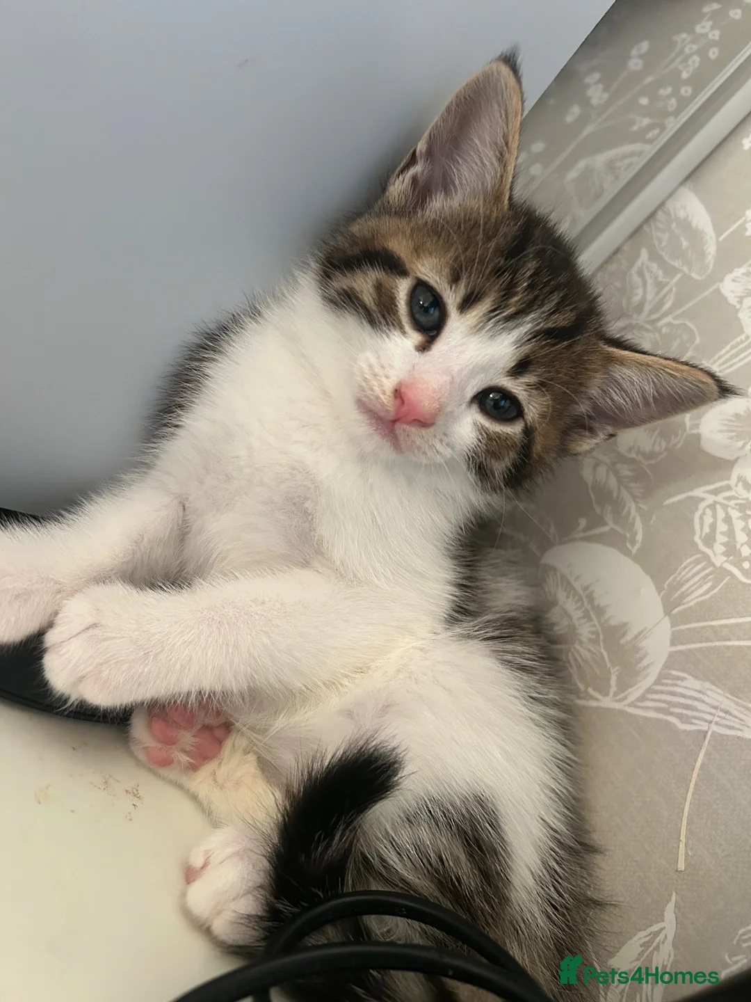 Mixed Breed cats for sale: Kittens  - Advert 2