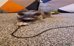 Russian Blue cats for sale: Blue Russian cross  - Advert 6