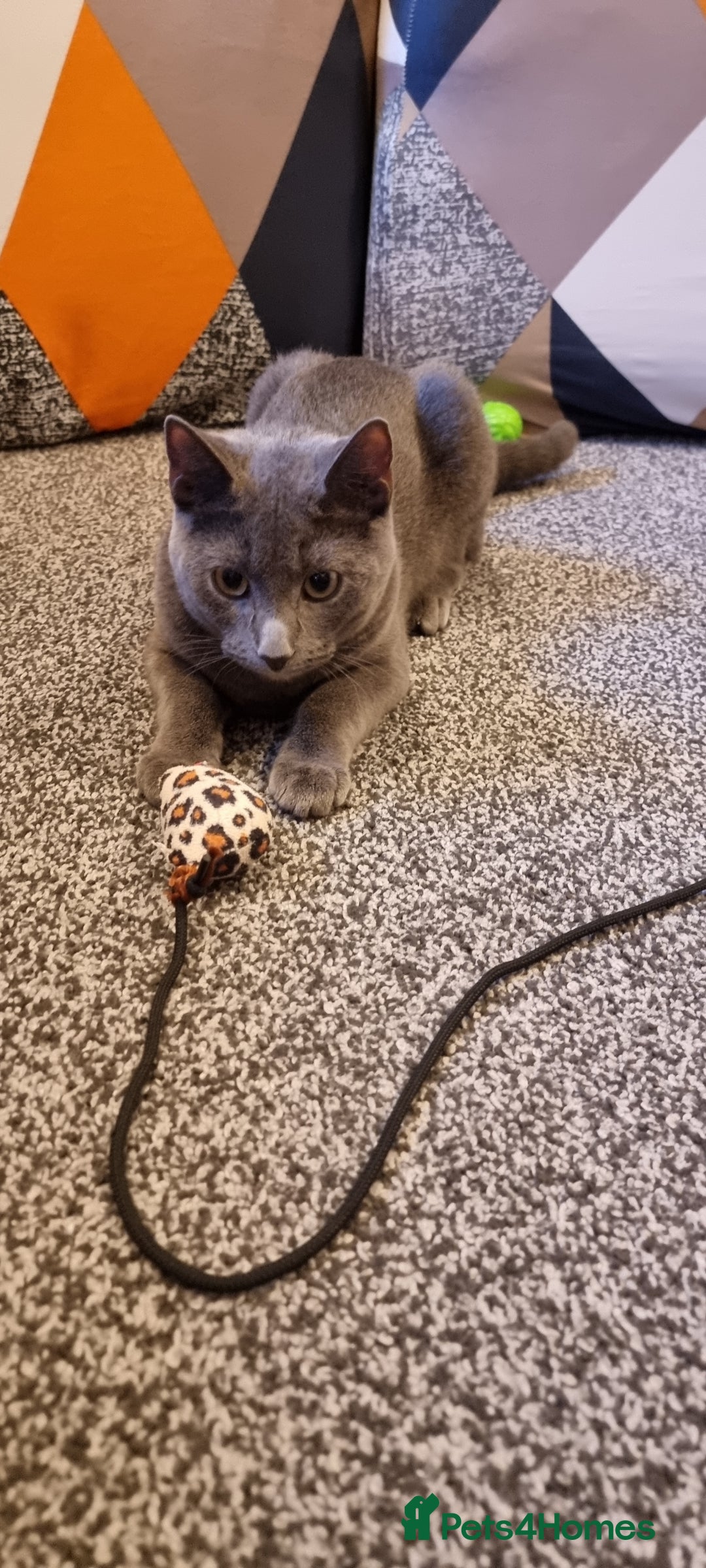 Russian Blue cats for sale: Blue Russian cross  - Advert 6