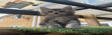 Maine Coon Kitten no collar 