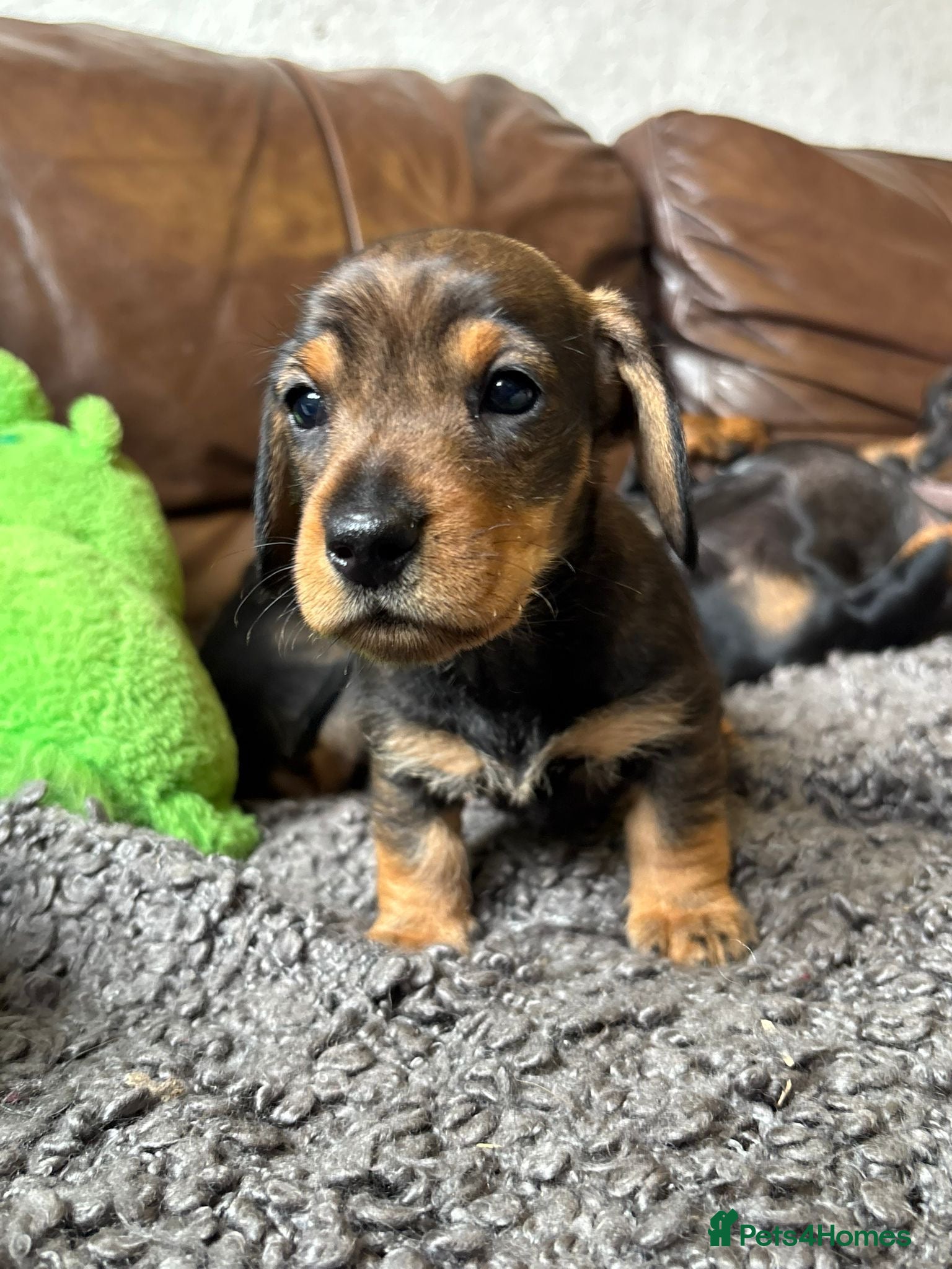 Dachshund dogs Irresistible miniature Dachshunds  - Advert 1