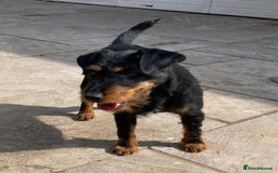 Jagdterrier dogs for sale: Jagd terrier dog & bitch pup - Image 13