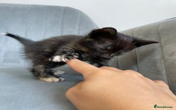 Mixed Breed cats for sale: Adorable kittens  - Image 23