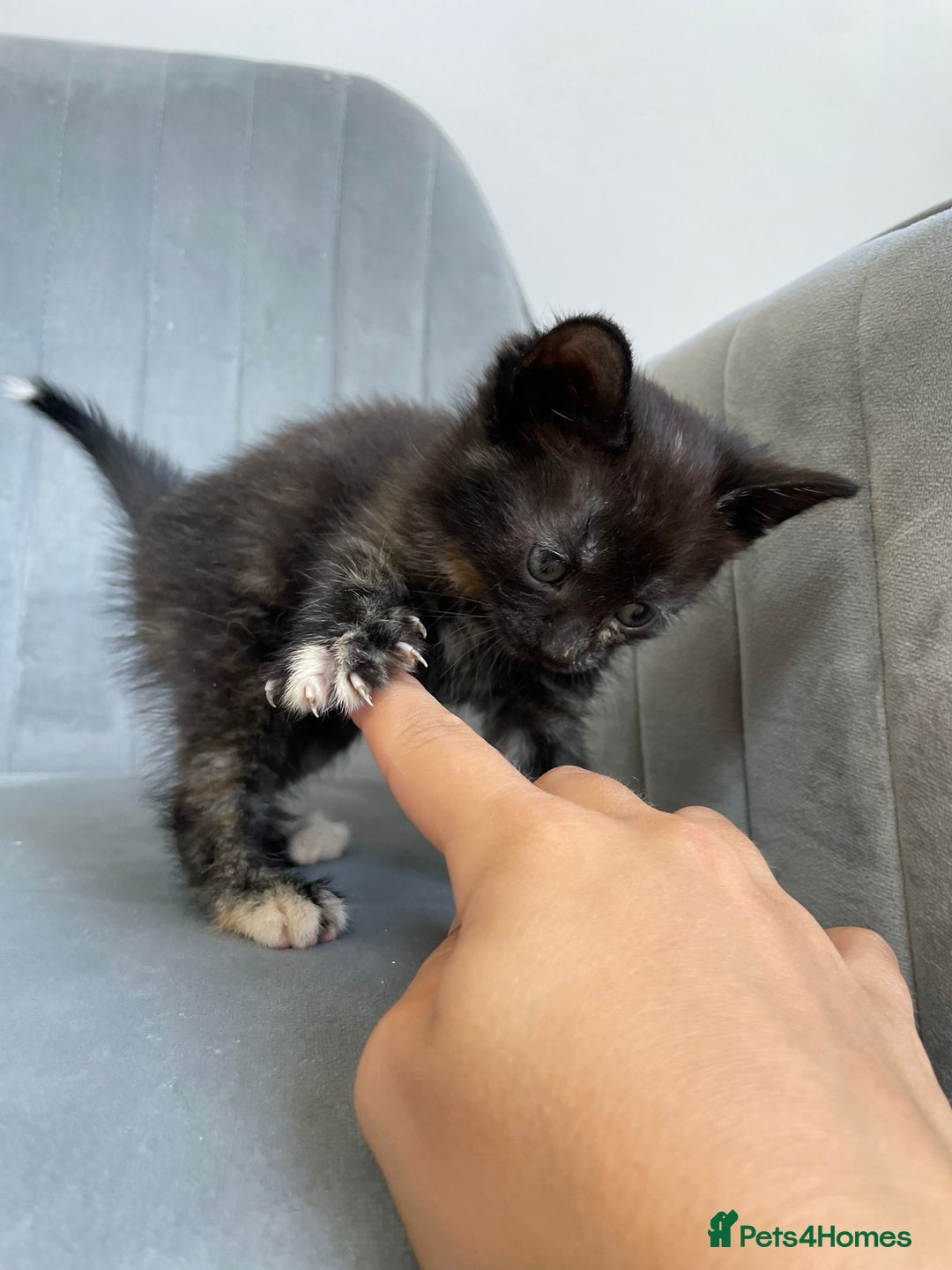 Mixed Breed cats for sale: Adorable kittens  - Image 23