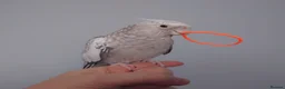Cockatiels birds for sale: Hand reread hand tame female cockatiel  - Advert 8