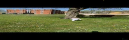 French Bulldog dogs for sale: French bulldog for sale - Advert 4