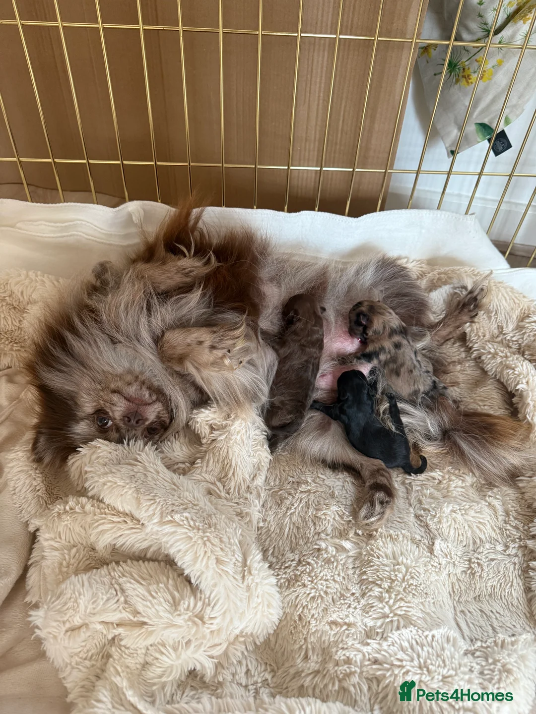 Pomeranian dogs for sale: PERFECT GIRL POMERANIAN 1.2kg Merle  - Advert 1