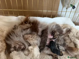 Pomeranian dogs PERFECT GIRL POMERANIAN 1.2kg Merle - Advert 2