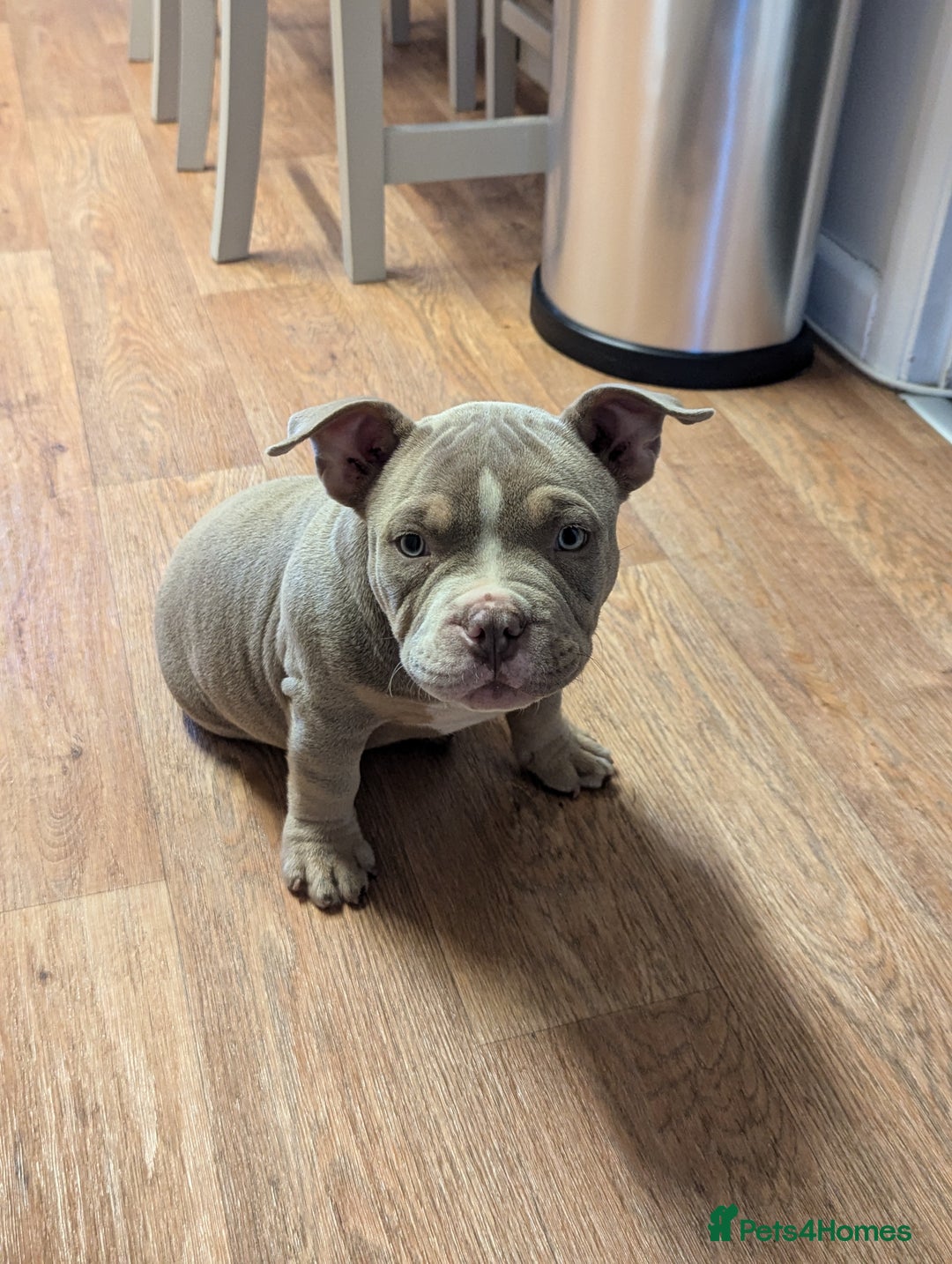 American Bully dogs for sale: Absolutely stunning pocket bully male  - Image 6