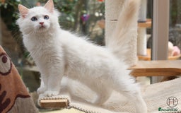 Ragdoll cats for sale: Rare colour GCCF kittens from Champion lines - Image 2