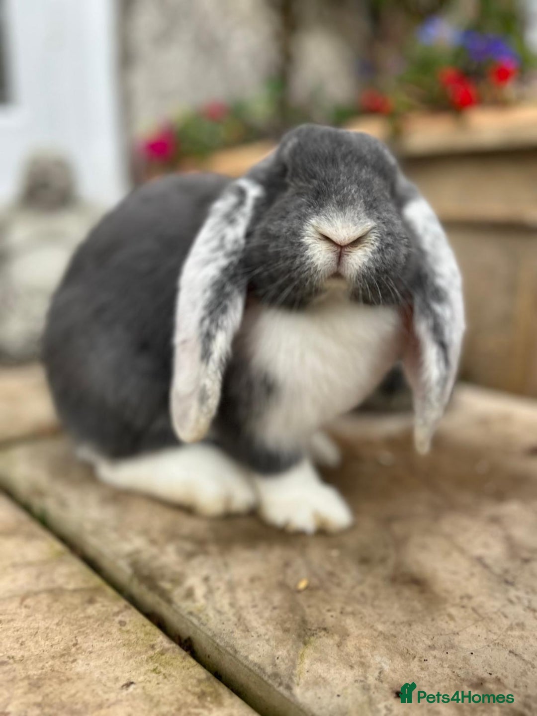 French Lop rabbits for sale: Giant Female French Lop - Advert 2