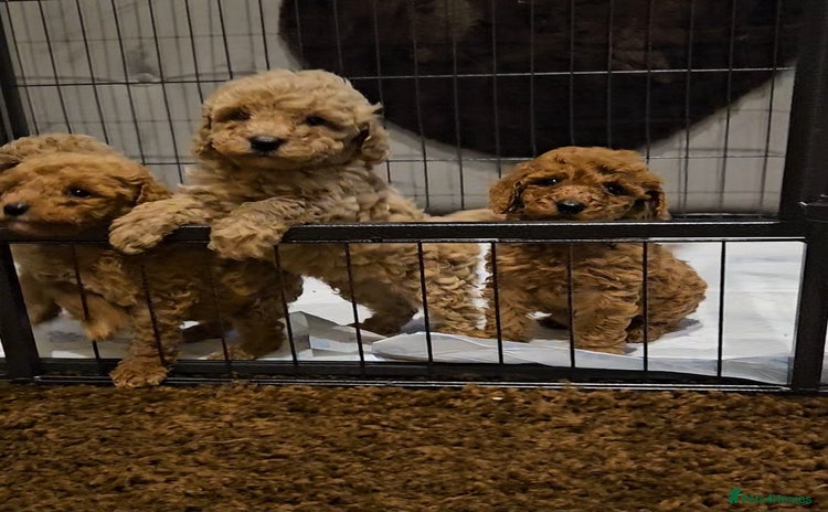 Maltipoo dogs - Advert 4