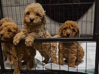 Maltipoo dogs for sale - Advert 1