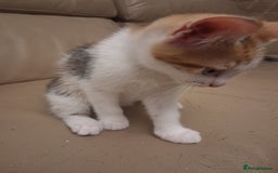 British Shorthair cats for sale: 2 beautiful calico girls - Image 8