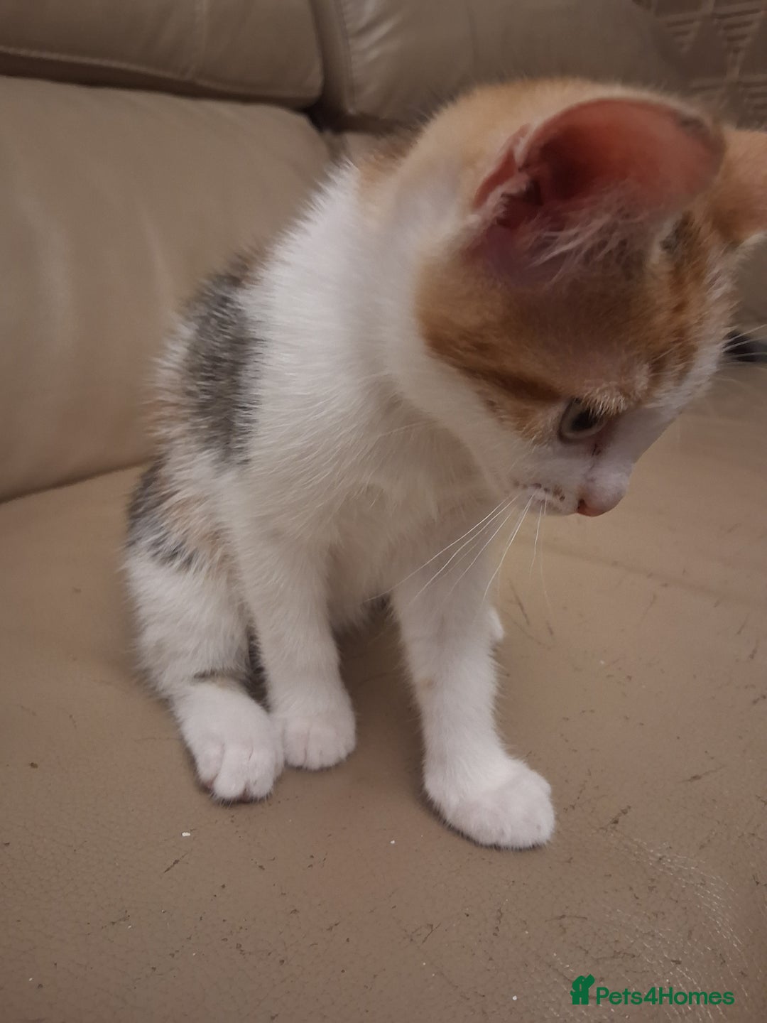 British Shorthair cats for sale: 2 beautiful calico girls - Image 8