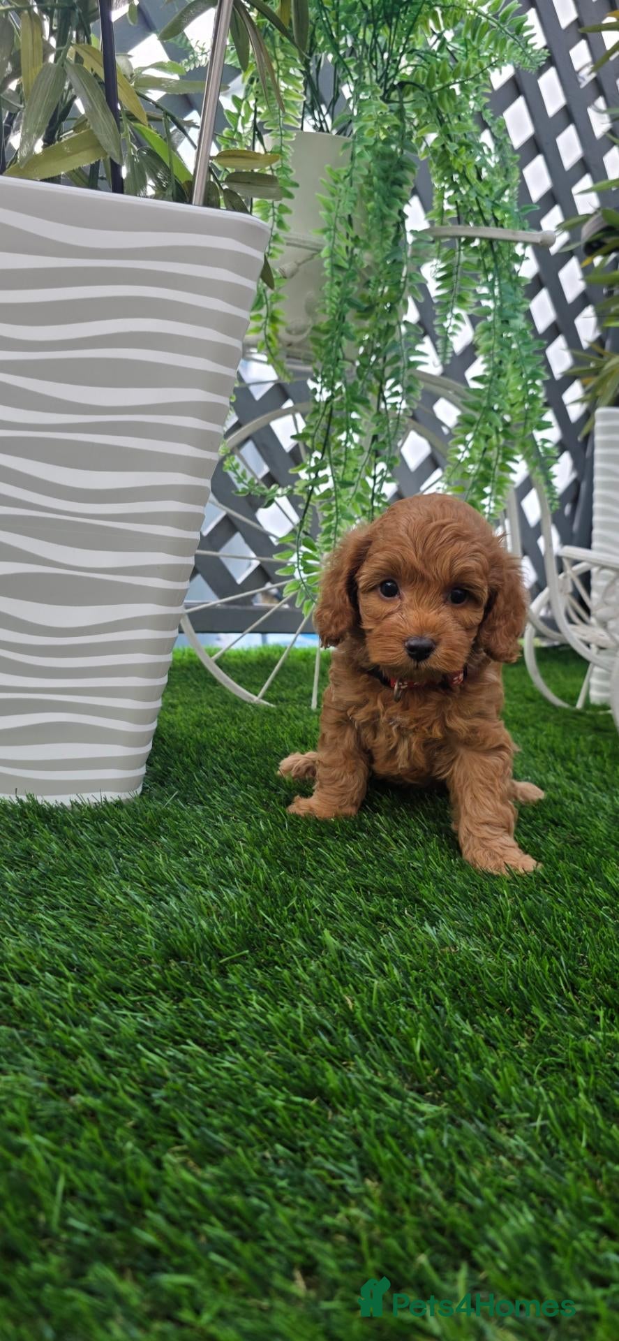 Cavapoo dogs 🌟HEALTH TESTED TOY CAVAPOO F1B - Advert 2