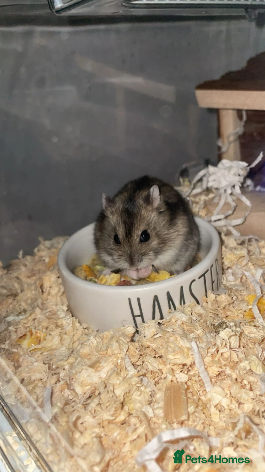 Hamster rodents for sale: Dwarf Hamster and cage  in Liverpool - Advert 1